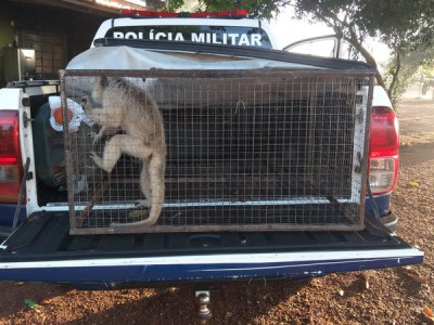 PMA captura bugio ‘domesticada’ em Mato Grosso do Sul