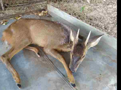 PMA resgata veado ferido a tiro em Aquidauana