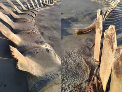 Esqueleto gigantesco é encontrado em praia no Brasil e deixa moradores curiosos