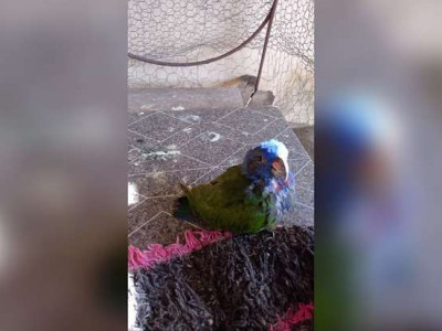 Estilingada fere maritaca que é resgatada em Costa Rica