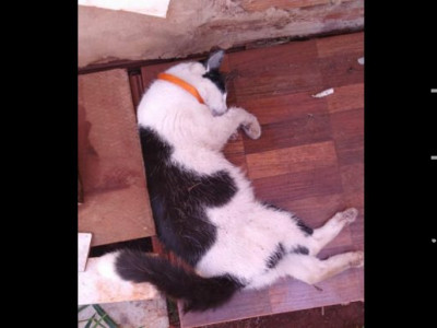 Gatos aparecem mortos em condomínio de Campo Grande