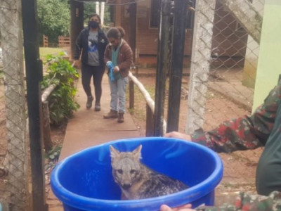 Lobinho atropelado é resgatado nas margens da MS 080