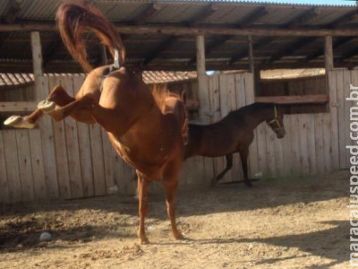  Menina de 8 anos morre após levar coice de cavalo 