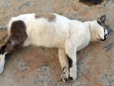 Moradora denuncia envenenamento de gatos no Parati