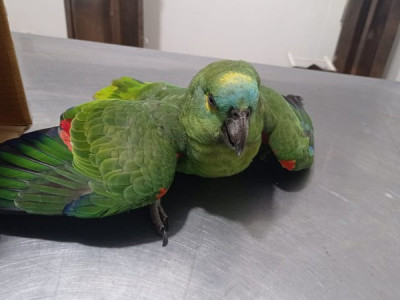 Moradores encontram papagaio aparentemente envenenado e acionam PMA