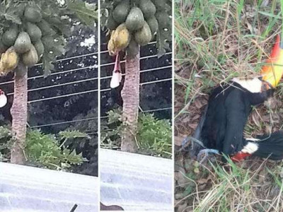 Homem atira e mata três tucanos e gera revolta em Água Clara