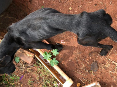 Homem é preso em flagrante por maus tratos contra animal