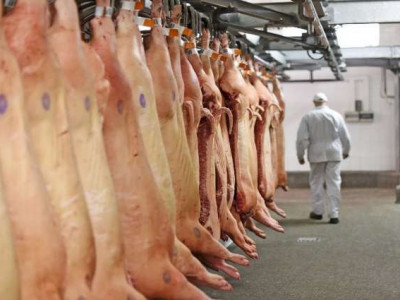 MS atinge recorde na exportação de carne suína em 2021 