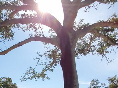 MS tem mais um dia de calor e tempo seco, aponta meteorologia