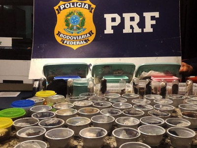PRF prende traficante internacional russo de animais silvestres