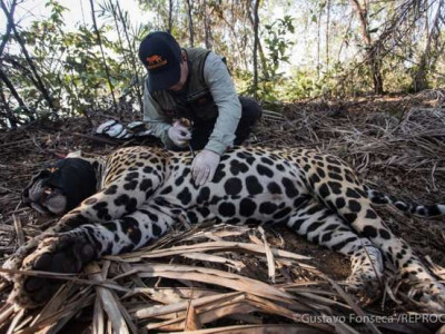 Risco de extinção cresce com ataques e mortes de onças em MS