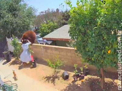 Vídeo: jovem empurra urso durante ataque para salvar cachorros