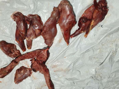 Caçador é multado ao ser flagrado transportando carne de cateto 