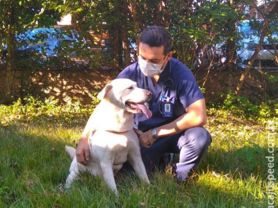 Câncer em cães e gatos é cada vez mais comum, afirma veterinário