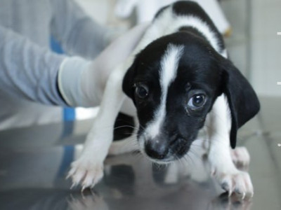 CCZ realiza feira de adoção e vacinação antirrábica no sábado