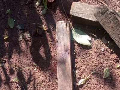  Idoso mata cachorro a pauladas e vai preso