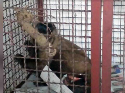  PMA resgata macaco-prego atropelado em avenida de Campo Grande