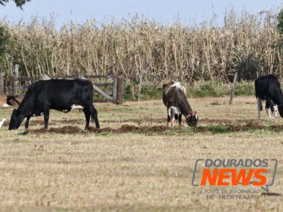 Seca e geada motivam novos decretos de emergência em MS