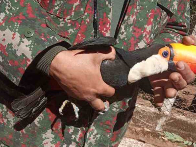 Sem poder voar, tucano é resgatado e levado ao Cras
