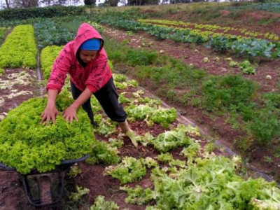 Agricultura familiar terá auxílio