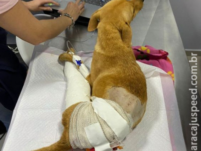 Apac faz ação entre amigos em prol de cirurgia da cachorra “Mel”