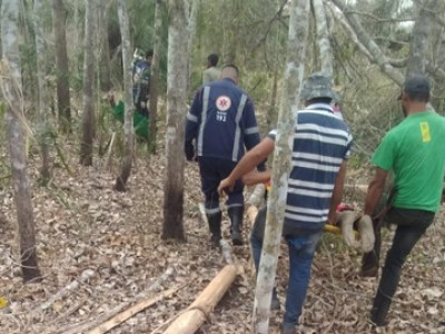 Árvore cai em homem de 46 anos na Fazenda Brejão