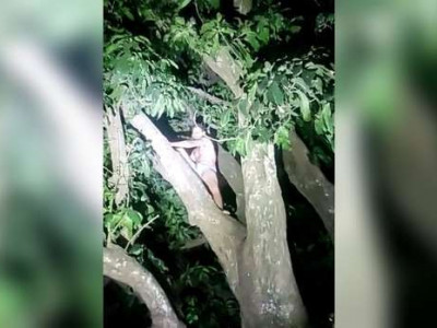 Assaltante de farmácia é preso em cima de árvore no Santo Amaro