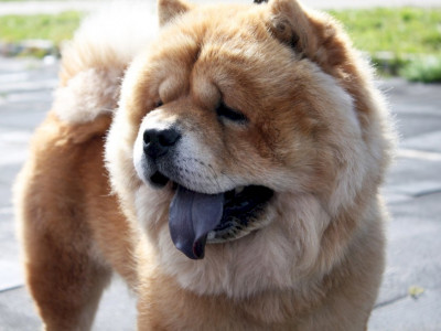 Bebê de 23 dias é morta por cachorro da família