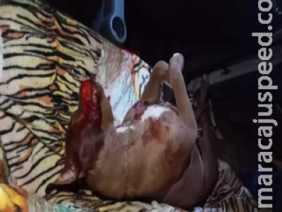 Homem atropela e mata pitbull de vizinha com 6 tiros