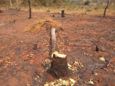 Mulher é multada em R$ 11 mil por incêndio em matas ciliares