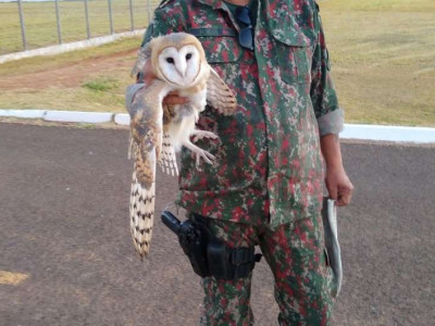 PMA captura coruja com asa quebrada em batalhão do exército