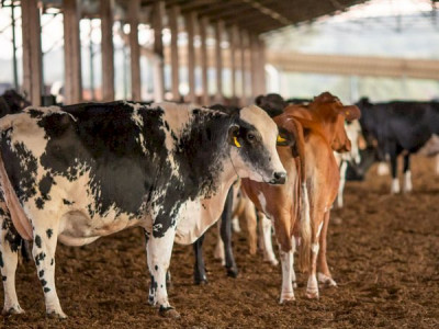 PRF lança Sinal Agro para registro de roubo e furto de animais 