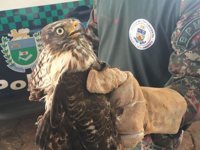 Sem conseguir voar, gavião é encontrado caído em quintal de casa