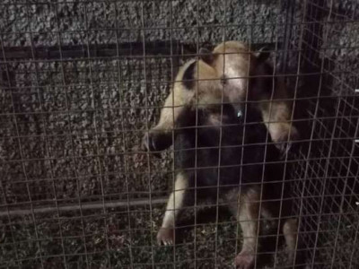 Tamanduá ferido invade casa em Bela Vista; cachorro é suspeito
