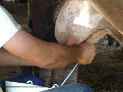 Trabalhador rural morre depois de levar coice de vaca em sítio