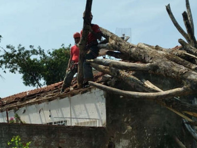 Árvore cai sobre casa e destrói parede, muro e telhado