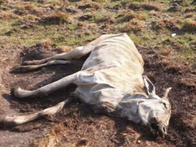 Bois morrem de fome e pecuarista é multado em R$ 12 mil 