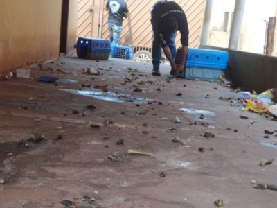 Cinco cães são resgatados em situação de maus-tratos na capital 