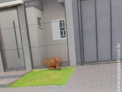 Moradora flagra capivara em uma das ruas do Bairro Eco Park