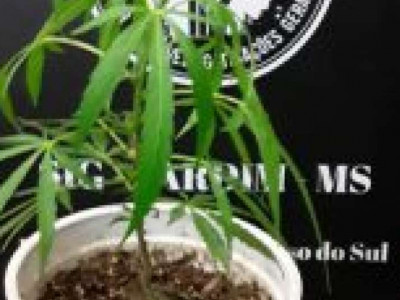Mulher é presa suspeita de vender drogas para menor