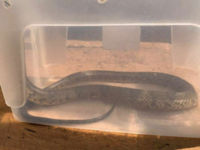 PMA captura serpente em residência na cidade Taquarussu