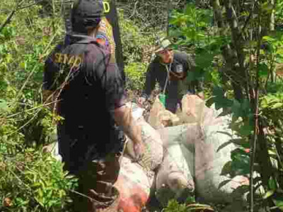 Polícia destrói 12 toneladas de maconha na fronteira de MS