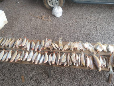 Polícia prende um por pesca e transporte de pescado ilegal