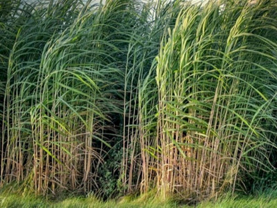 Safra da cana teve ter encerramento mais cedo 