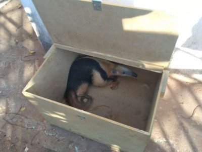 Tamanduá é capturado em casa na área central de Rio Negro 