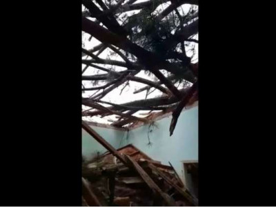 Casa é interditada após árvore gigantesca cair sobre ela em MS