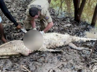 Corpo de pescador é encontrado dentro de jacaré 