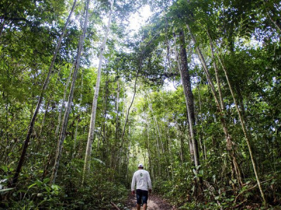 Dez florestas protegidas liberam mais carbono do que absorvem