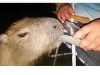 Homem dá cerveja para capivara e caso vai parar na Polícia