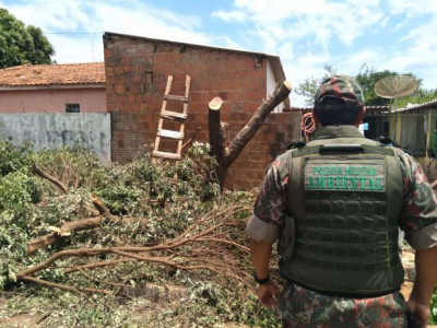 Homem é autuado após cortar árvores em frente residência